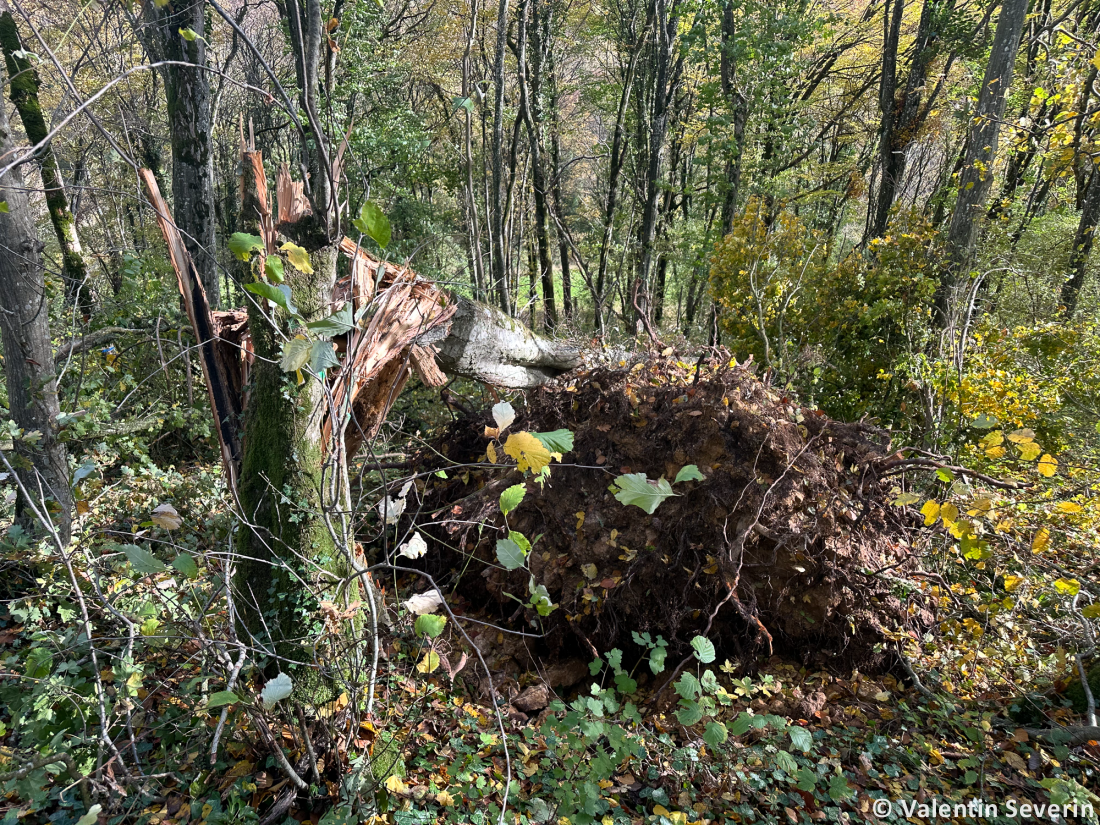 Tornade EF1 à Chambley-Bussières (Meurthe-et-Moselle) le 20 octobre 2025