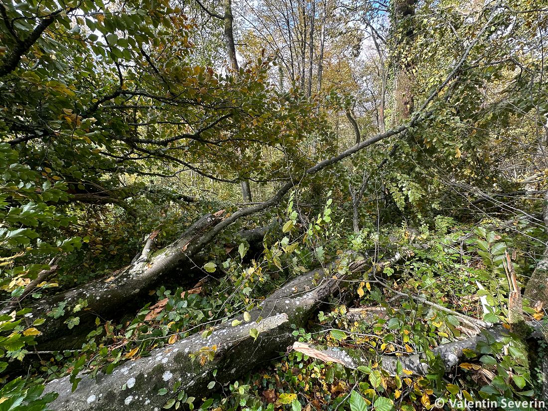 Tornade EF1 à Chambley-Bussières (Meurthe-et-Moselle) le 20 octobre 2025