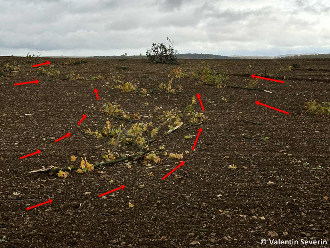 Tornade EF1 à Chambley-Bussières (Meurthe-et-Moselle) le 20 octobre 2025