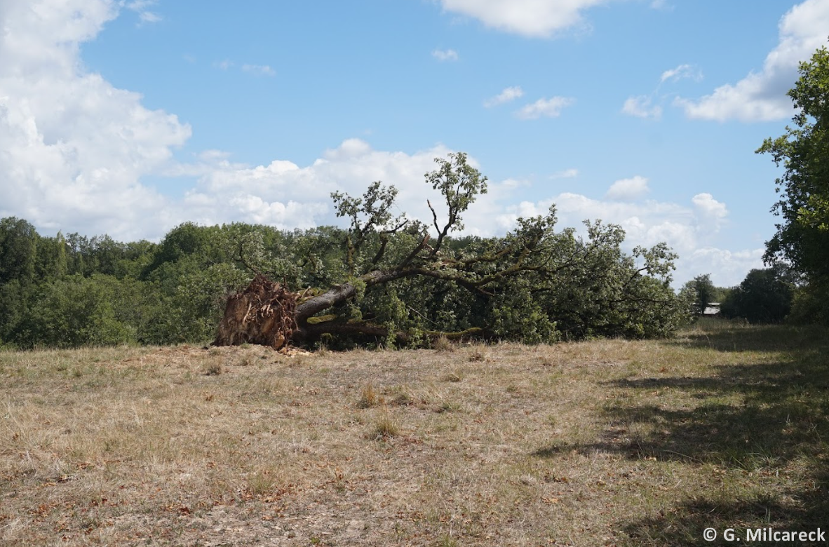 Tornade EF0 à Chavagnac (Dordogne) le 23 juillet 2025