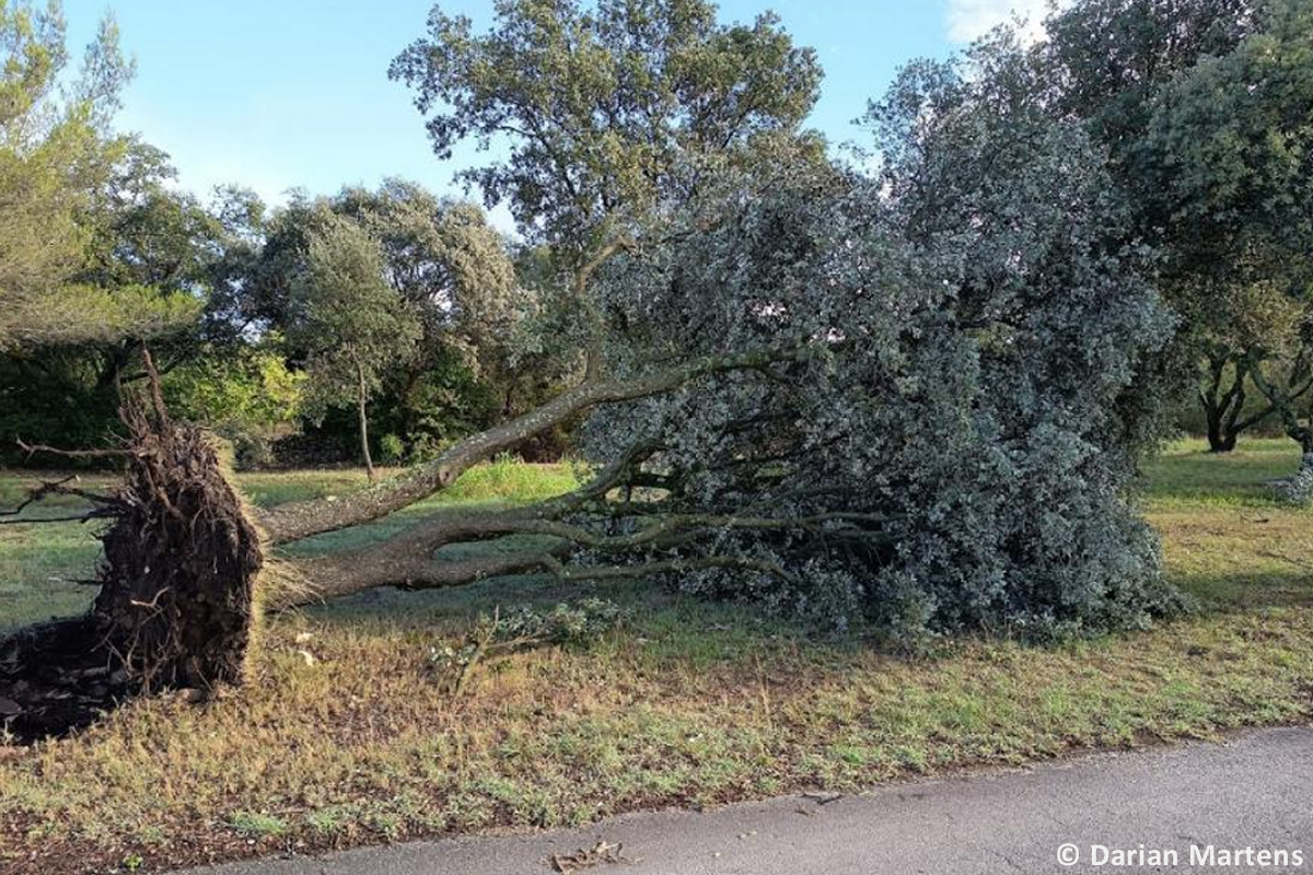Tornade EF0 à Garrigues-Sainte-Eulalie (Gard) le 31 août 2025