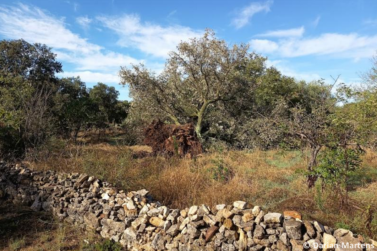 Tornade EF0 à Garrigues-Sainte-Eulalie (Gard) le 31 août 2025