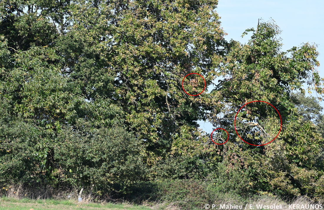 Tornade EF2 à Guéhenno (Morbihan) le 2 septembre 2025