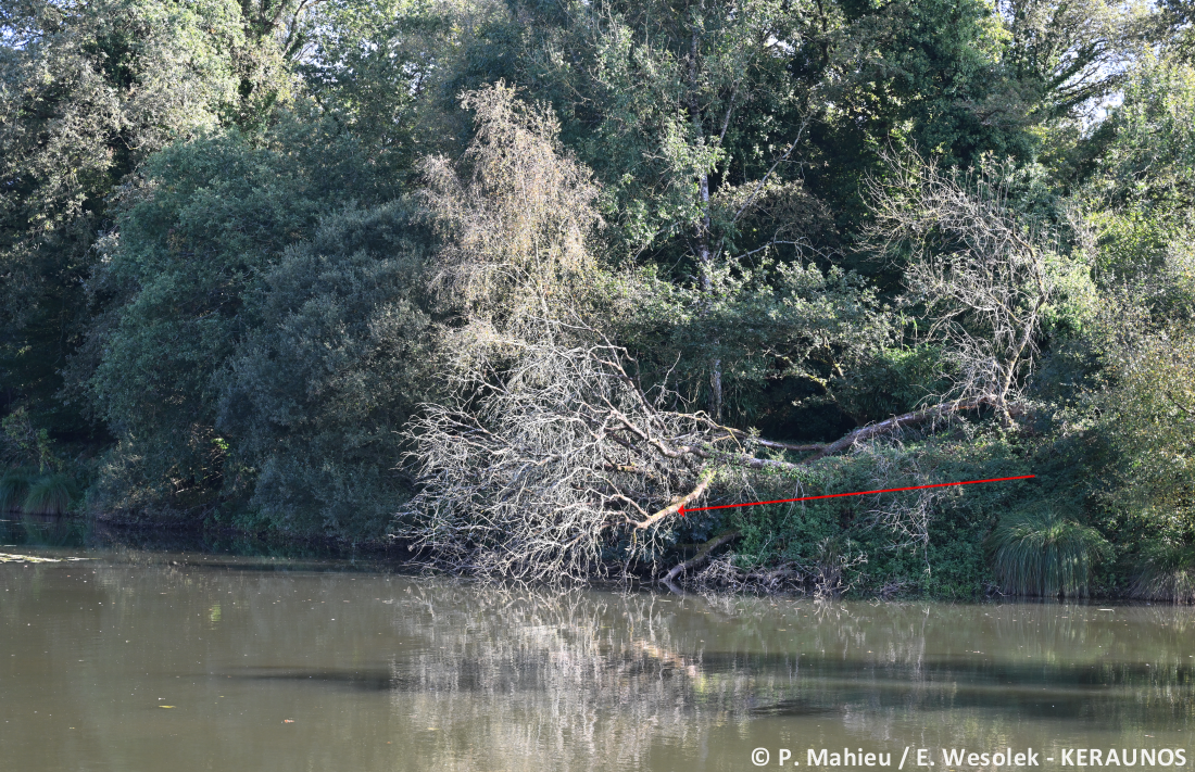 Tornade EF2 à Guéhenno (Morbihan) le 2 septembre 2025