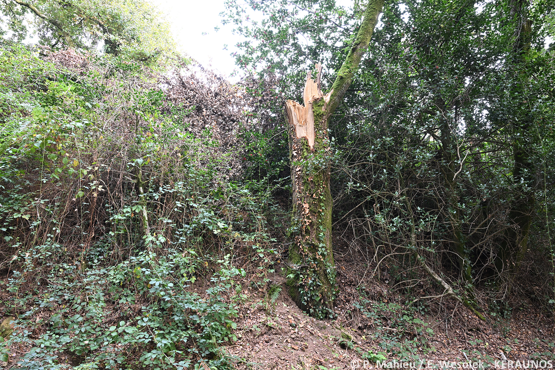 Tornade EF1 à Landévant (Morbihan) le 2 septembre 2025