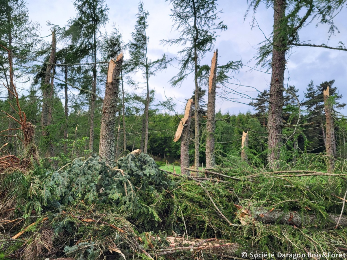 Tornade EF2 à Roche-en-Forez (Loire) le 1er juin 2025