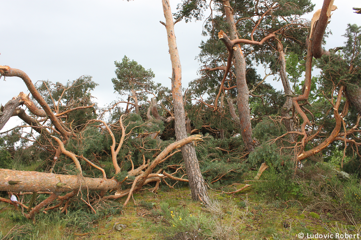 Tornade EF2 à Roche-en-Forez (Loire) le 1er juin 2025