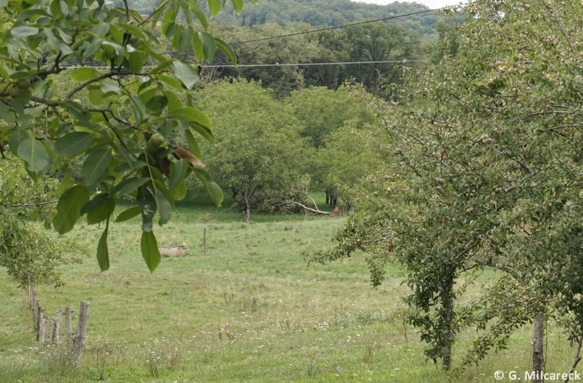 Tornade EF0 à Sainte-Orse (Dordogne) le 23 juillet 2025