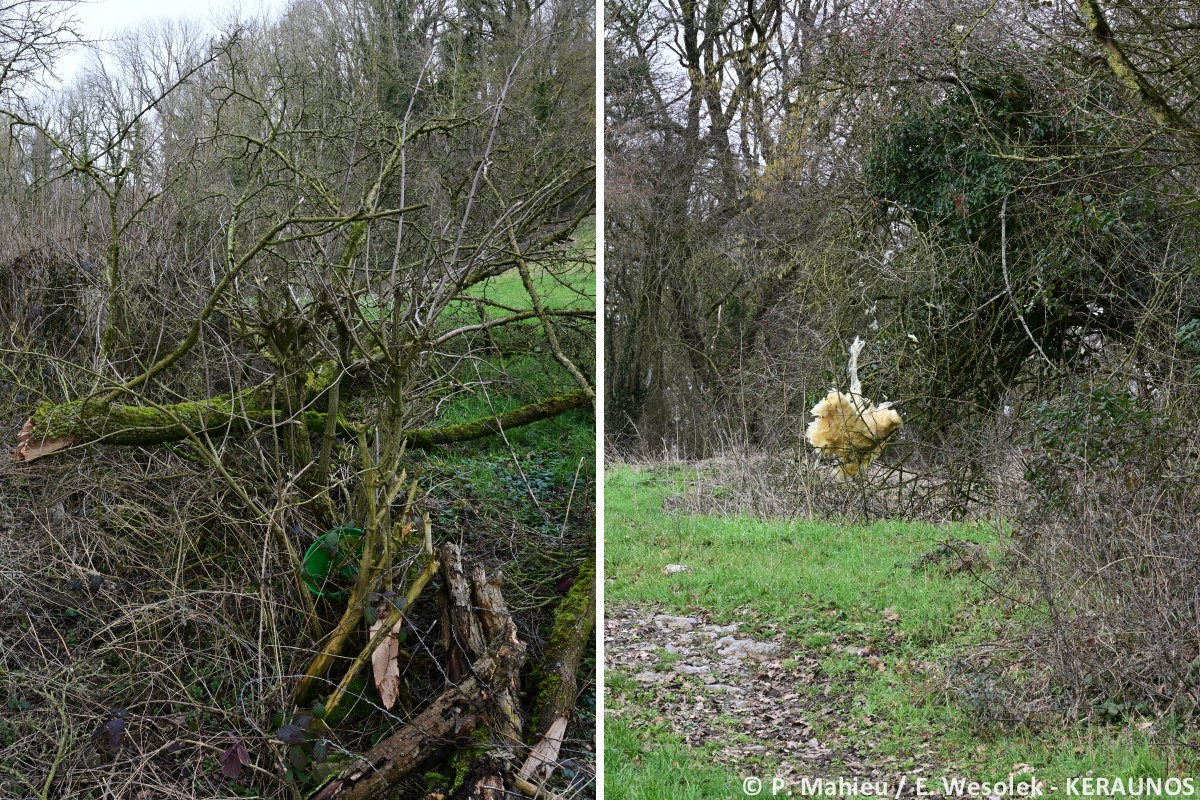Tornade EF1 à Cousolre (Nord) le 16 février 2026
