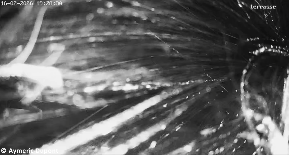 Tornade EF1 à Cousolre (Nord) le 16 février 2026