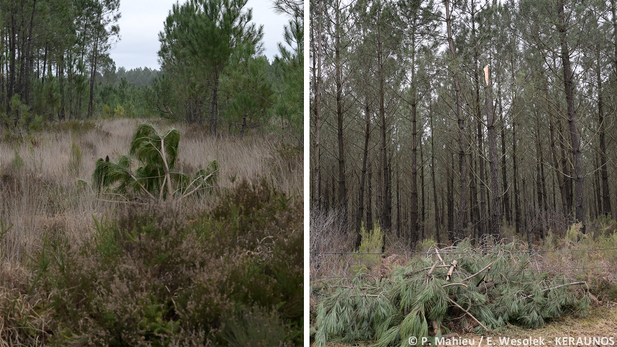 Tornade EF1 à Mios (Gironde) le 31 janvier 2026