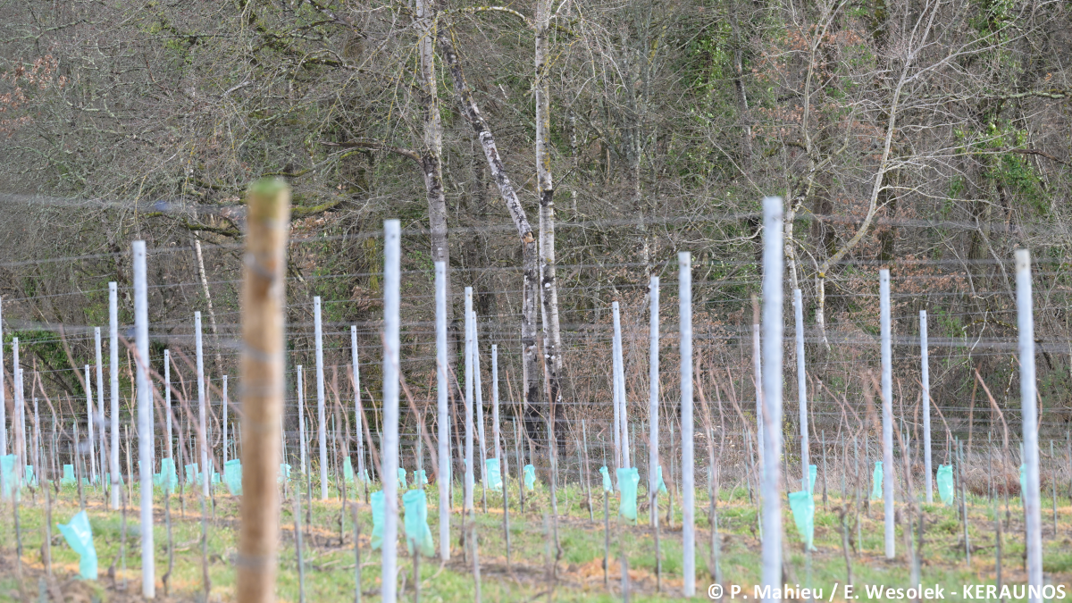 Tornade EF1 à Riocaud (Gironde) le 25 janvier 2026