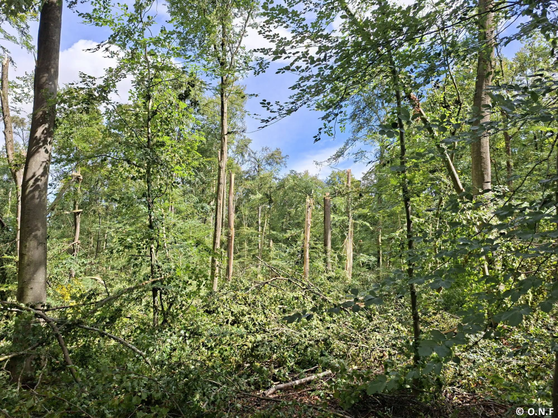 Tornade EF1 à Verneuil-en-Halatte (Oise) le 28 août 2026