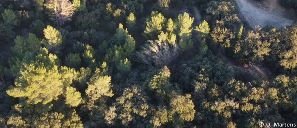 Tornade EF1 à Villeneuve-lès-Avignon (Gard) le 12 février 2026