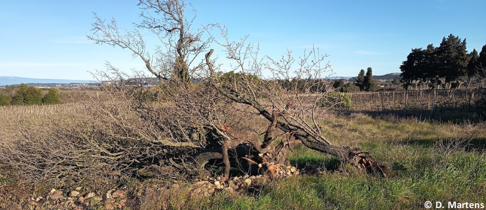 Tornade EF1 à Villeneuve-lès-Avignon (Gard) le 12 février 2026