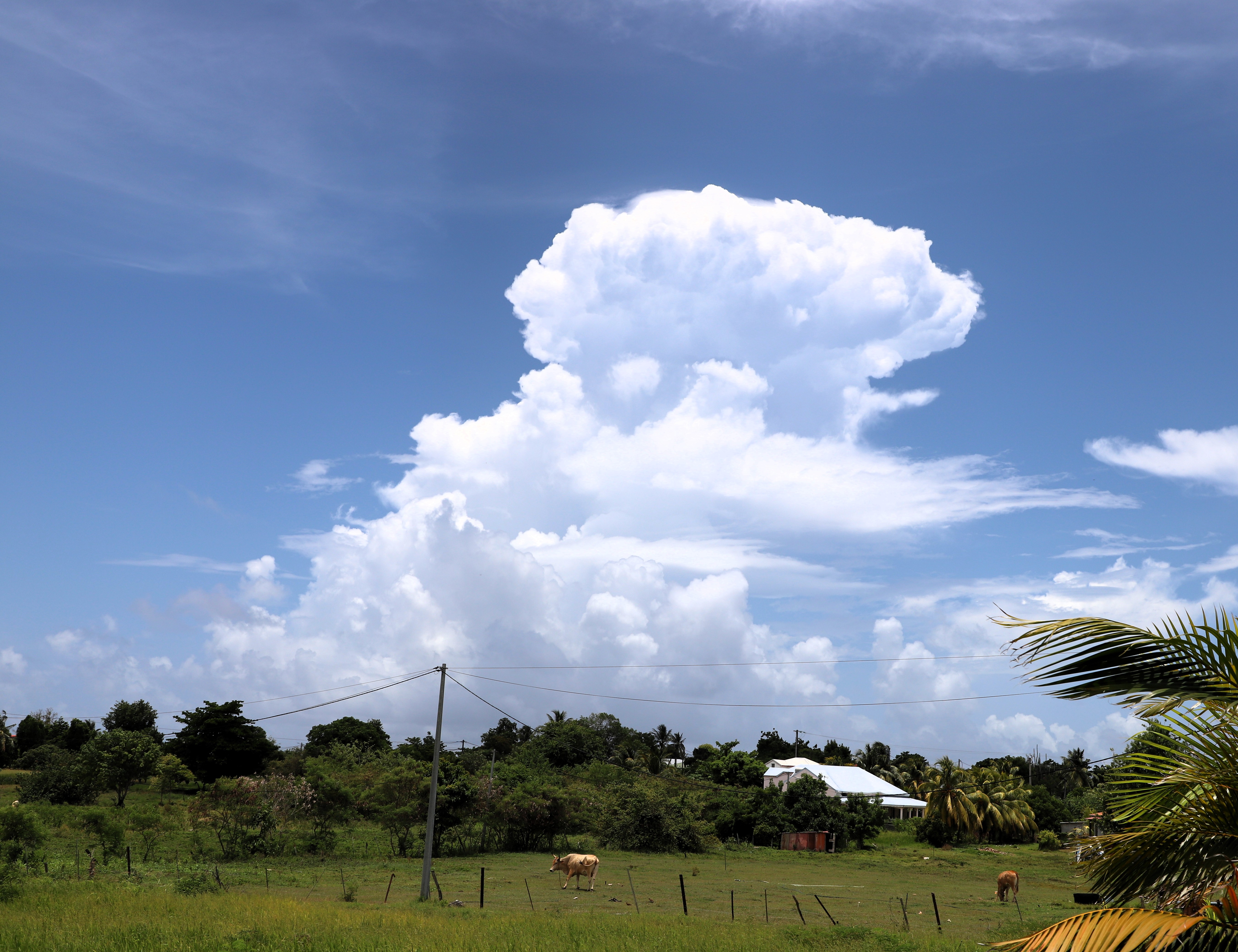 Cumulonimbus pileus isolé et en probable formation de type Capillatus. Son sommet fait déjà apparaître quelques protubérances mamelonnées sous forme de bourrelets solides (articulations de doigts). Contexte de panne d'alizé instable, vents faibles d'est propices aux développements orageux localisés sur l'archipel guadeloupéen. Photo prise depuis Zevallos, commune du Moule (971), Guadeloupe. - 02/08/2025 12:01 - Steeve Saint-Clément