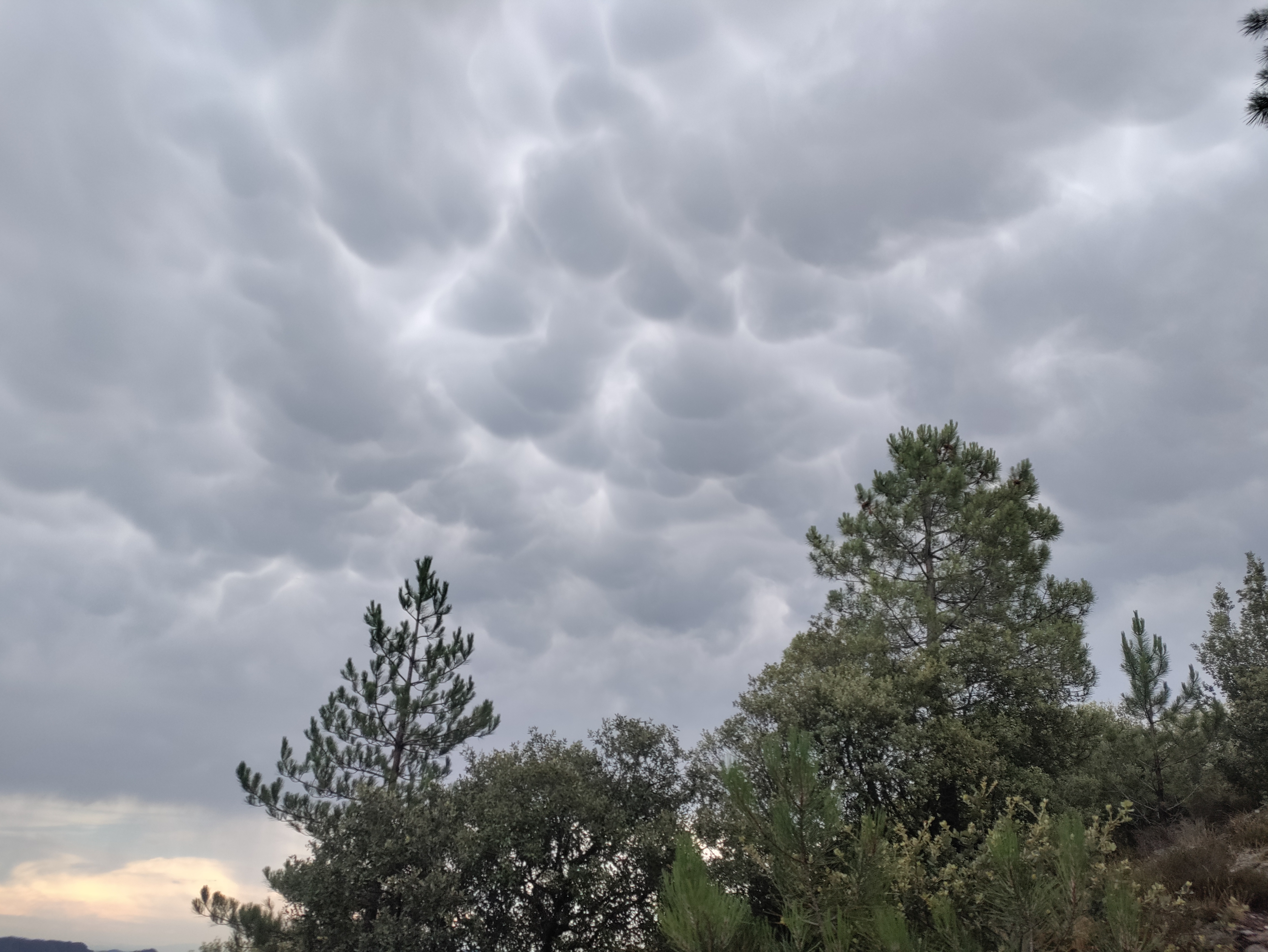 Mamatus - Saint Etienne vallée française (48 - Lozère ) - 05/08/2022 18:00 - Karen Brokke