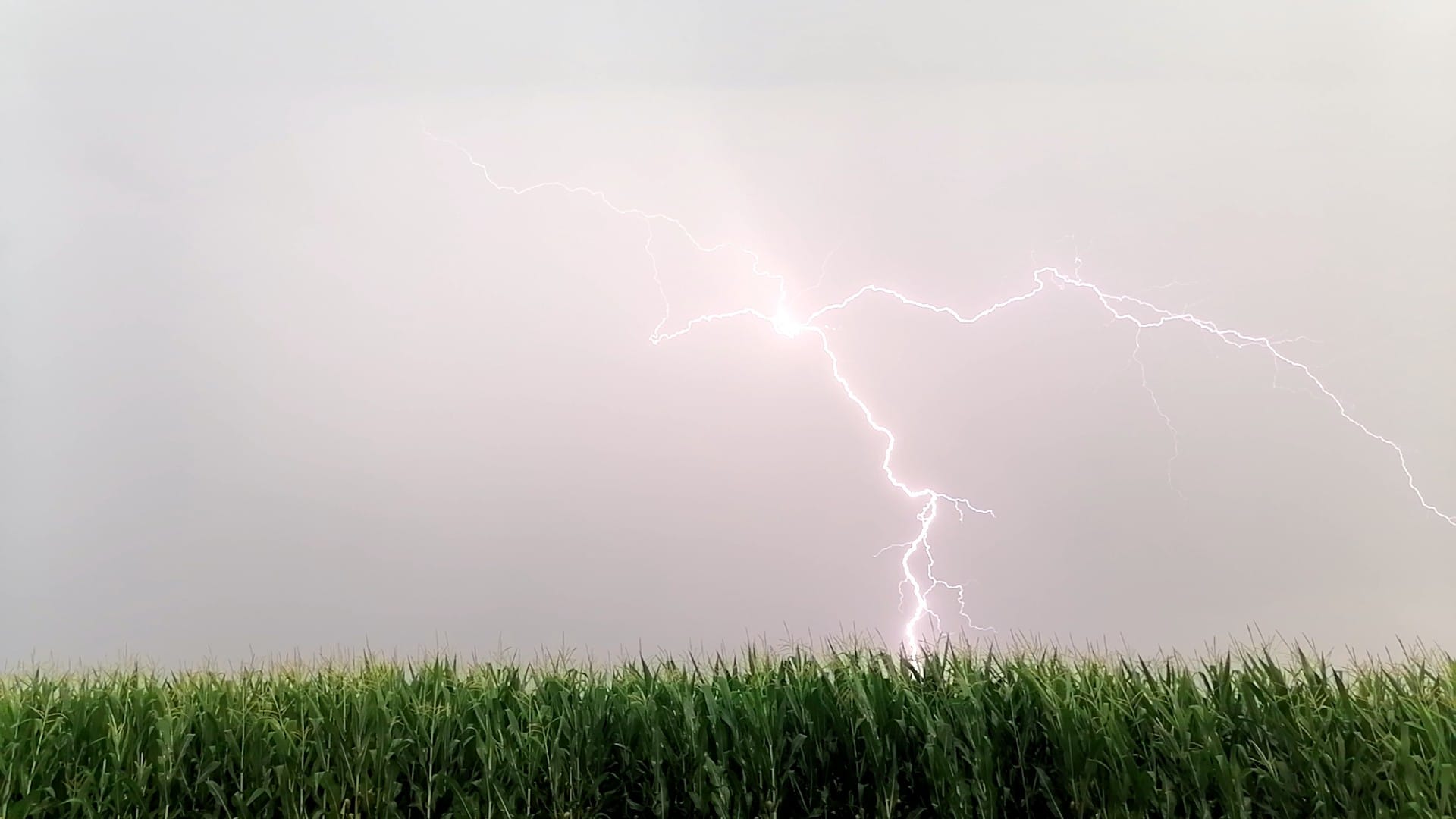 Orage du 15/08/2021, près de Sélestat. La cellule orageuse est ensuite remontée vers Strasbourg.
PS: je débute =) - 15/08/2021 17:30 - Emilien SCHALL