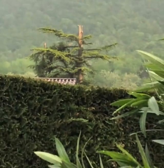 Arbre foudroyé sur la commune de crolles (isère) - 25/04/2020 18:45 - Nahel Belgherze