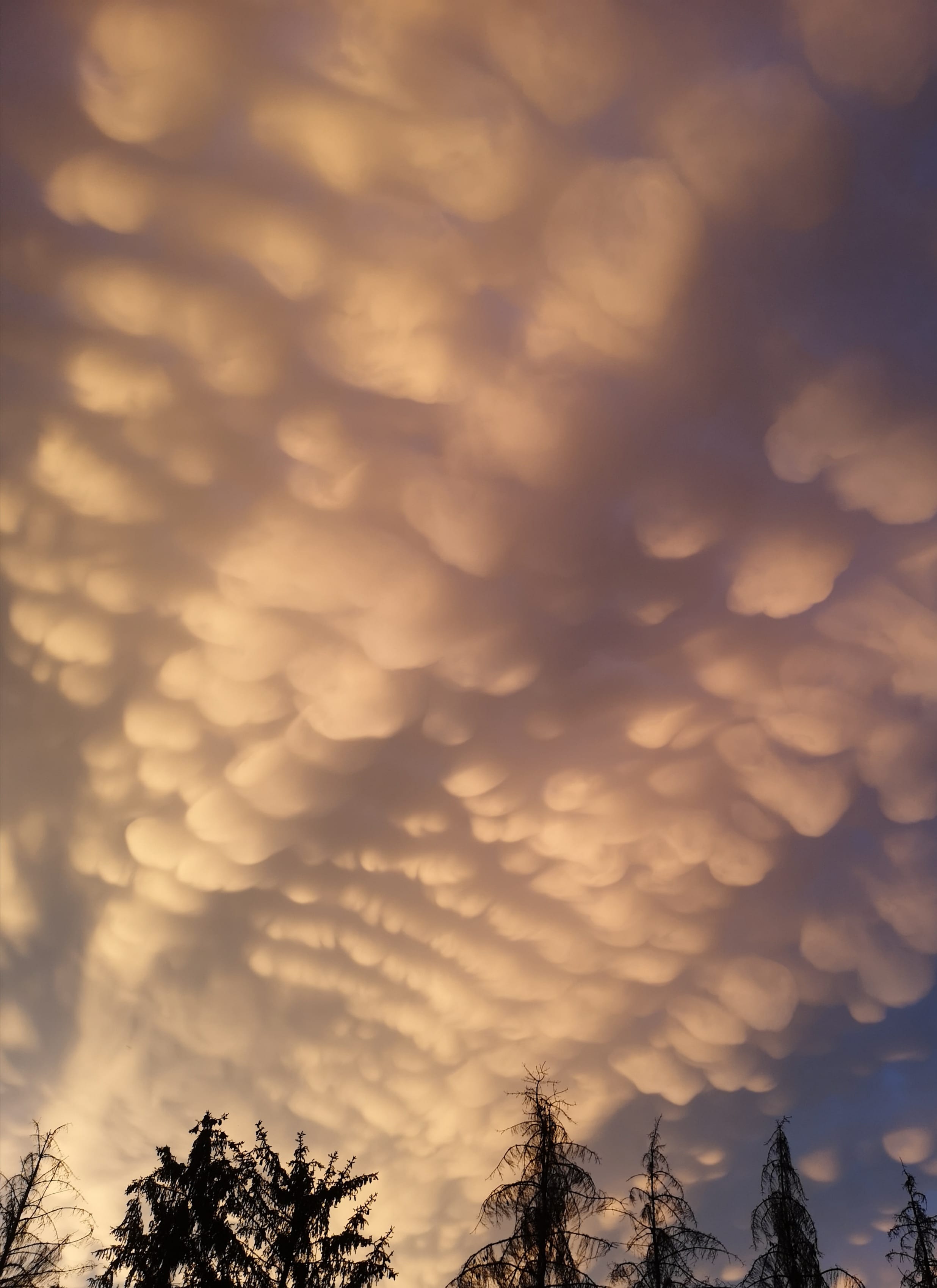 Mammatus après l'orage du 30 juin 2019 à Peraclos, proche d'Ebreuil dans l'Allier. - 30/06/2019 22:00 - Nicolas Braz