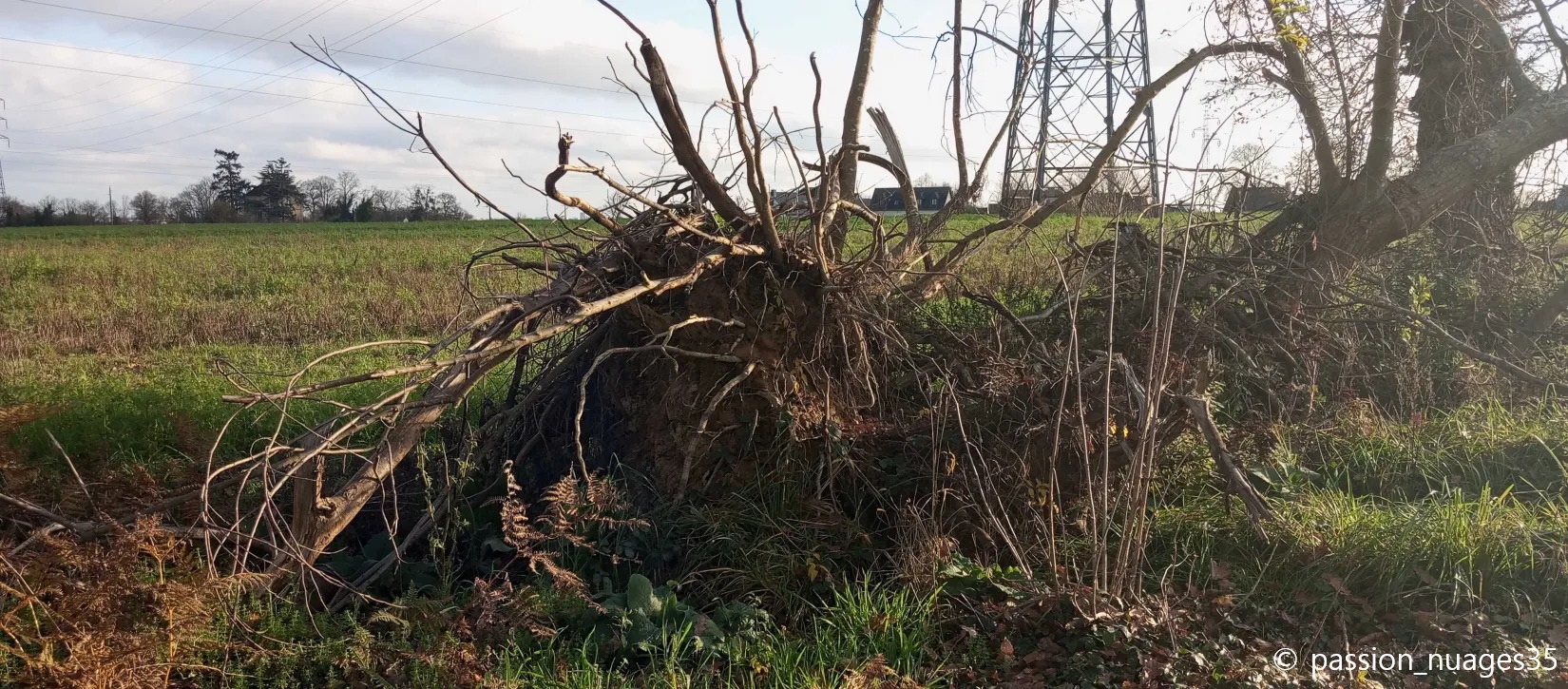 Illustration d'un arbre déraciné à Vezin-le-Coquet (Ille-et-Vilaine), après le passage d'une tornade le 27 janvier 2025 (photo prise le 15 décembre 2025, soit 10 mois après l'évènement) - 15/12/2025 12:14 - Martin Wolf