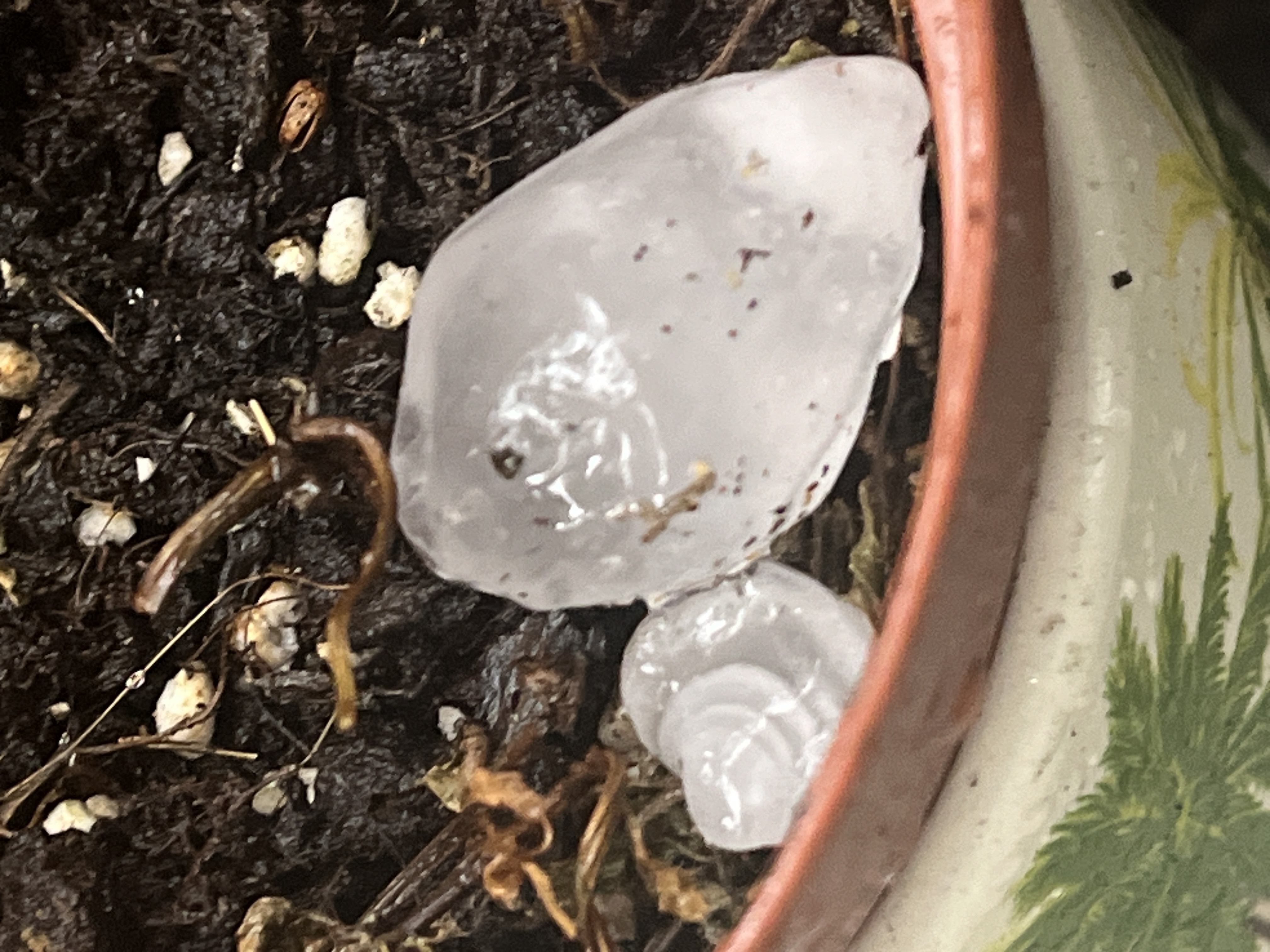Averse violente de glaçons sous orage  Paris 16h25 - 03/05/2025 16:15 - Madeleine Heid