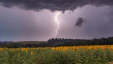 Foudre au lever de Soleil sur les Tournesols lors des orages très éléctriques qui ont balayés Midi-Pyrénées. Ici 20kms au Nord de Toulouse (31) - 25/07/2014 06:35 - Florian Calas