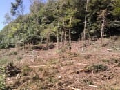 Dommages consécutifs à une très violente microrafale sur la commune de Daigny (Ardennes). Aucun arbre n'a été épargné dans une zone large de 150 mètres et longue de 500 mètres environ. Les abords de cette zone frappée sont intacts - 14/07/2010 16:30 - Laurent LE MEN
