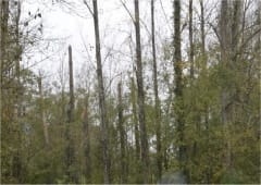 Tornade EF1 à Douchapt (Dordogne) le 4 novembre 2013