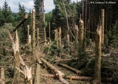 Tornade EF2 à Gerbépal (Vosges) le 13 mai 2015