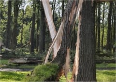 Plus de 50 tornades recensées depuis le 1er janvier en France : une année record ?