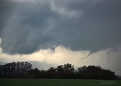 Tuba bien développé en Alsace le 17 avril
