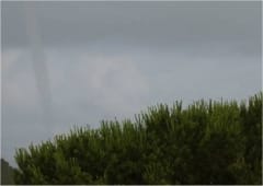 Long tuba dans les environs du Golfe de Sagone (Corse-du-Sud) le 16 juin
