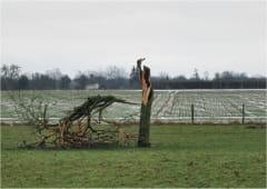 Tornade EF1 à Notre-Dame-du-Hamel (Eure) le 15 décembre 2012